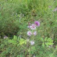 Mimosa diplotricha C.Wright